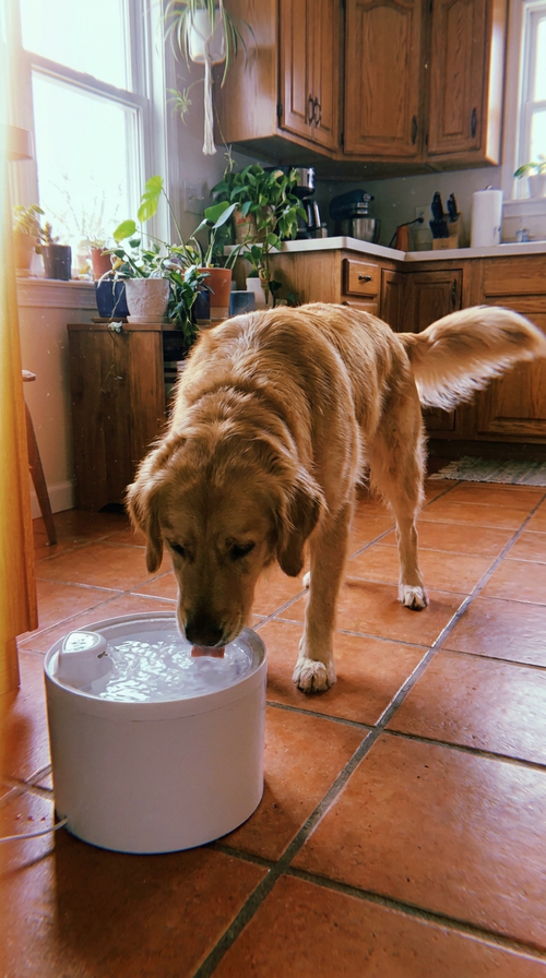 Golden retriever drinking from the automatic pet water fountain at home
